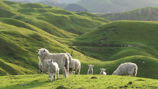 Eid 2024 Dhabihah Lamb